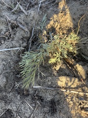 Artemisia campestris caudata