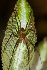 Thaumasia