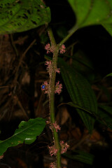 Miconia trichocalyx