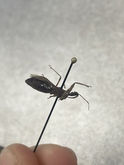 Acholla multispinosa