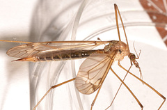 Tipula apicalis