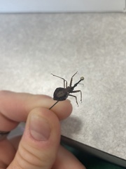 Acholla multispinosa