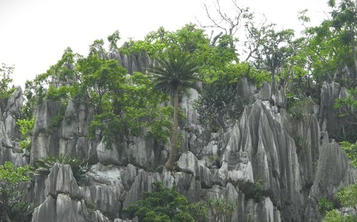Cycas tansachana, photograph 1