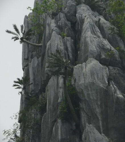 Cycas tansachana, photograph 2