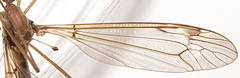 Tipula apicalis