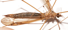 Tipula apicalis