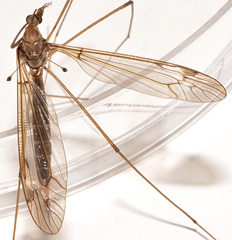 Tipula apicalis