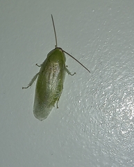 Panchlora nivea