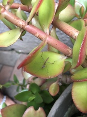 Miomantis caffra