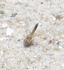 Rhagionidae