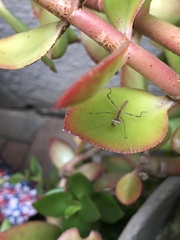 Miomantis caffra