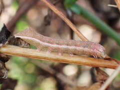 Condica