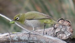 Zosterops virens capensis
