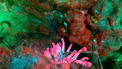 Telmatactis cricoides