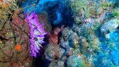 Telmatactis cricoides