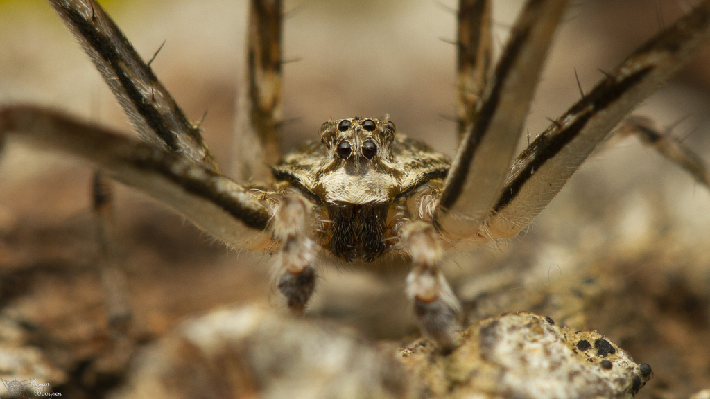 Two-tailed spiders from Ndumo GR Campsite, KwaZulu-Natal, South Africa ...