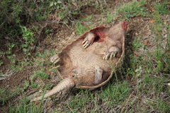 Euphractus sexcinctus