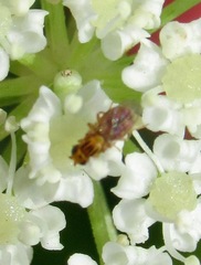 Meromyza