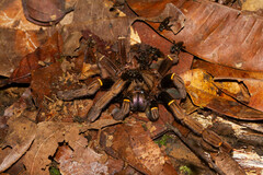 Ephebopus cyanognathus