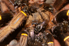 Ephebopus cyanognathus