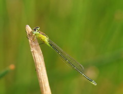 Ischnura pruinescens