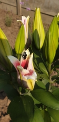 Mausoleopsis amabilis
