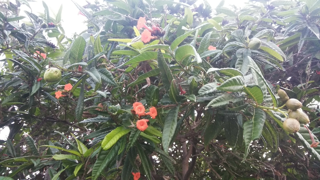 Cordia fitchii