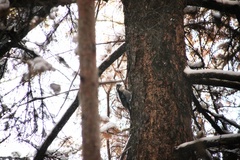 Picoides tridactylus