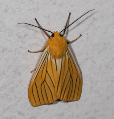 Pseudischnocampa nervosa