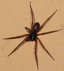 Corinninae