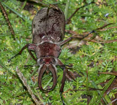 Sphaenognathus giganteus