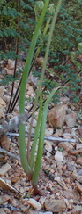 Bulbine succulenta