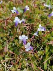 Lindernia grandiflora