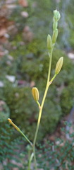 Bulbine succulenta