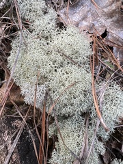 Cladonia evansii