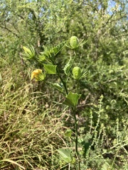 Hibiscus ribifolius