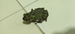 Rhinella veraguensis