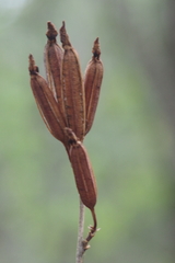Faroa salutaris