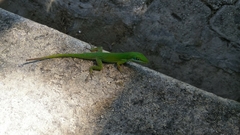 Anolis chlorocyanus