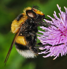Volucella bombylans