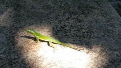 Anolis chlorocyanus