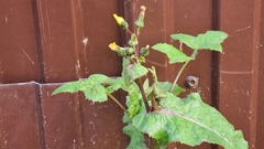 Sonchus oleraceus