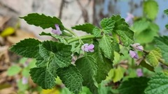 Ballota nigra