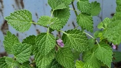 Ballota nigra