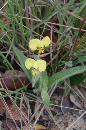 Commelina africana image