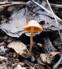 Conocybe tenera