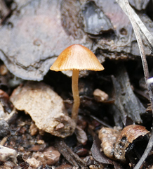Conocybe tenera