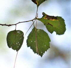 Crataegus viridis