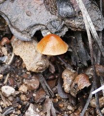 Conocybe tenera