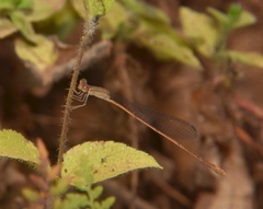 Aciagrion pallidum